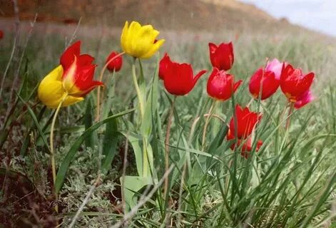 Цветы саратовская область