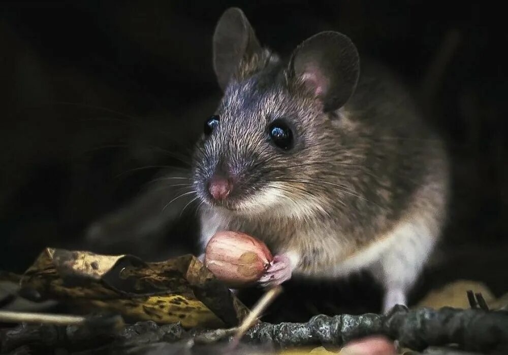 Секреты серой мыши. Мышь. Мышь настоящая. Мышь серая обыкновенная. Мышонок настоящий.