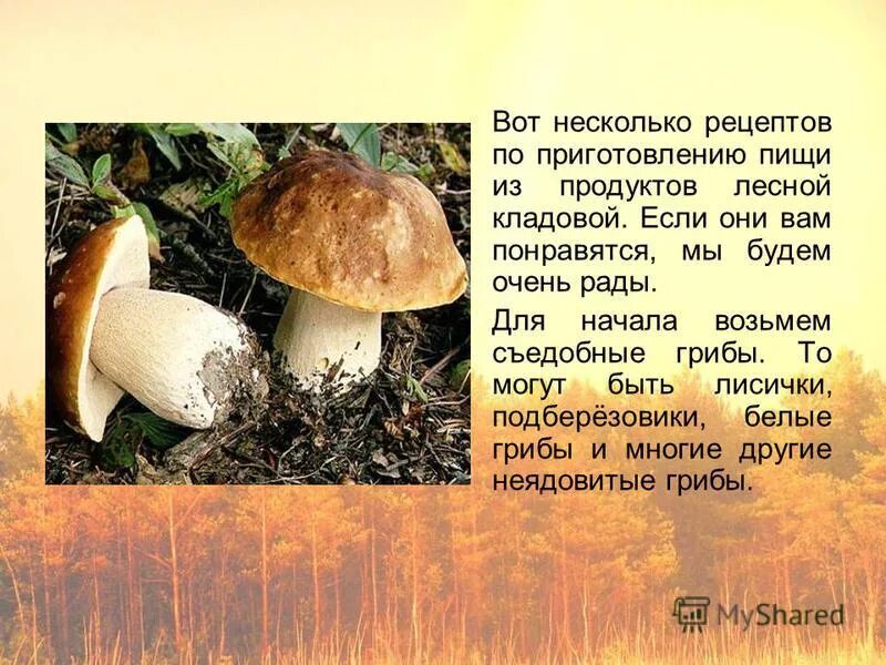 сообщение о грибе подберезовик. подберезовик и лисичка способны к фотосинтезу. подберезовик и лисичка способны к фотосинтезу. маленький удаленький сквозь землю прошел красну шапочку нашел. не спорю не белый я братцы попроще расту я обычно в берёзовой роще.