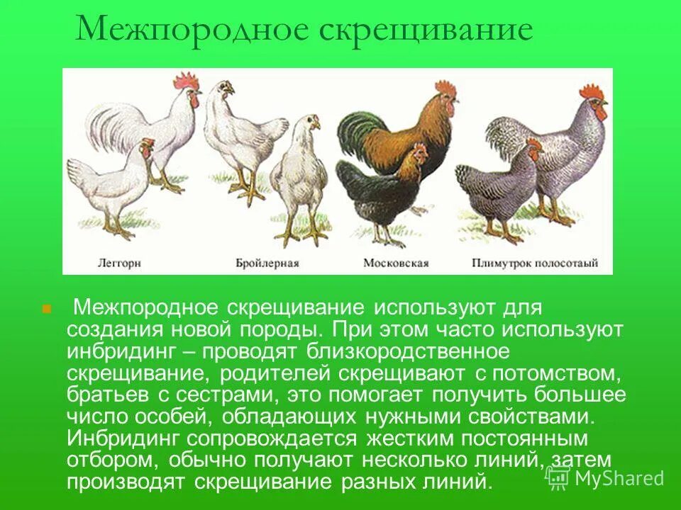 Инбридинг у животных инцухт у растений. Инбридинг в селекции животных используют. Методы селекции животных близкородственное скрещивание. Цель робсвееного скрещивания. Инбридинг в селекции животных используют.