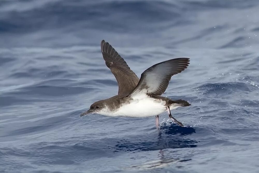 Буревестник видео. Буревестник малый (Puffinus Puffinus). Тонкоклювый Буревестник. Толстоклювый Буревестник. Буревестник Черноморский.