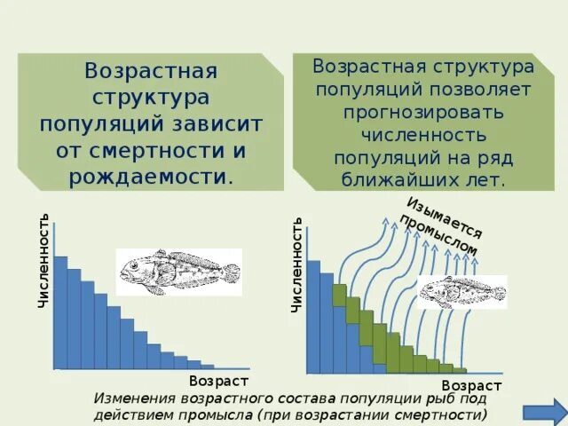 Возрастные группы популяции. Возрастная структура популяции позволяет. Возрастная структура популяции зависит. Типы популяций в зависимости от возраста. Возрастная структура популяции зависит от.