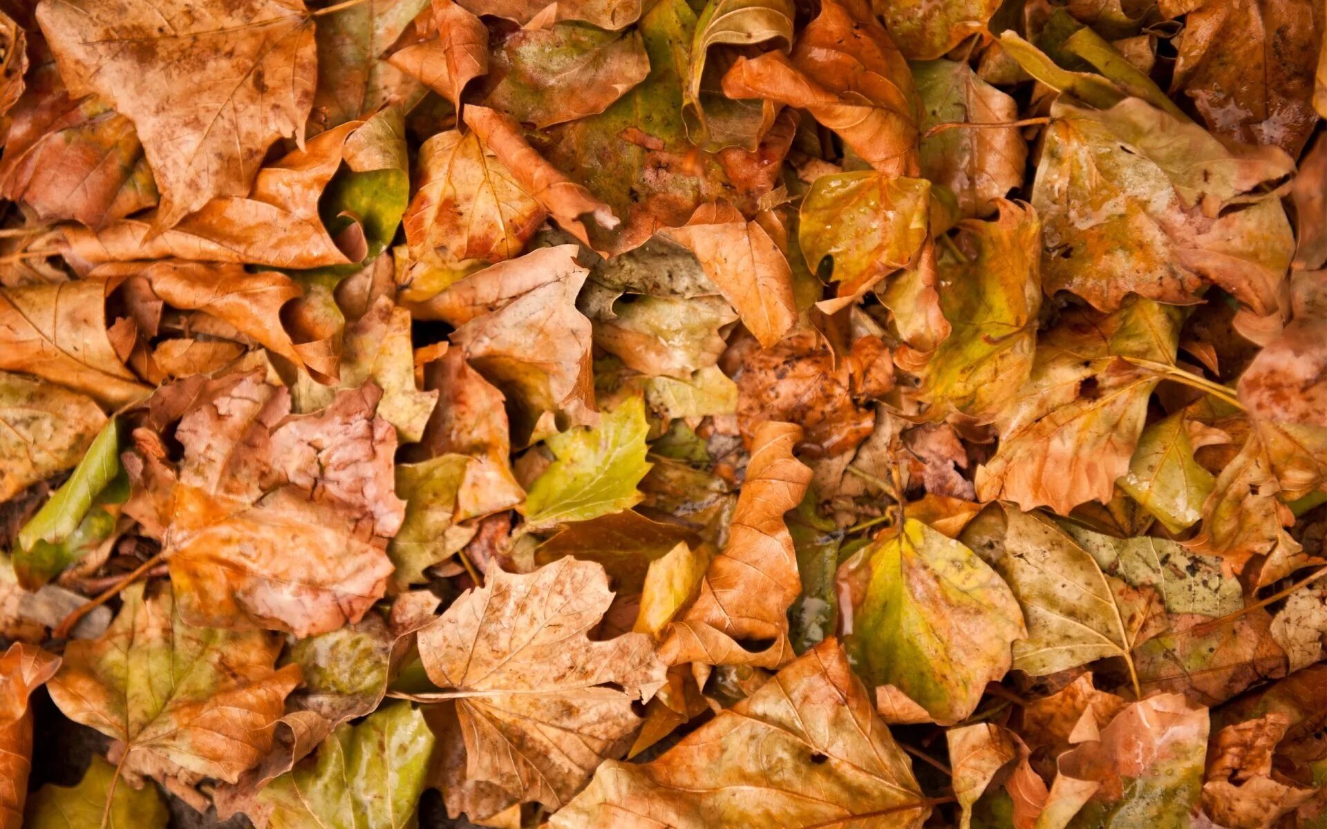 Листовой опад это. «Опавшие листья» Хмелевской. Осень листва. Осень опавшие листья. Листовой опад.