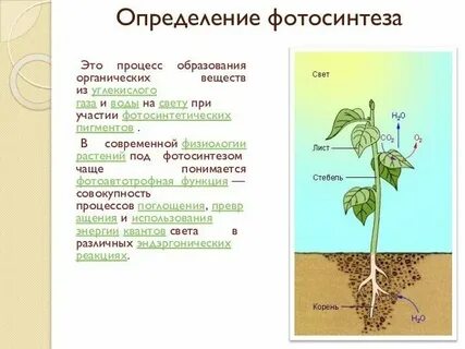 Листья растений усваивают