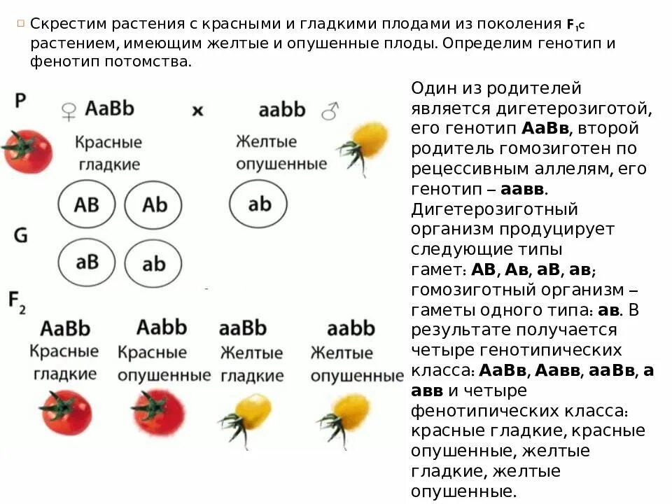 Расщепление по фенотипу 3 закон Менделя. 3 Закон Менделя фенотип. 3 Закон Менделя по генотипу. Третий закон Менделя расщепление по генотипу.