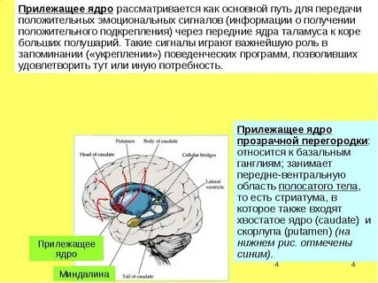 Хвостатое ядро мозга