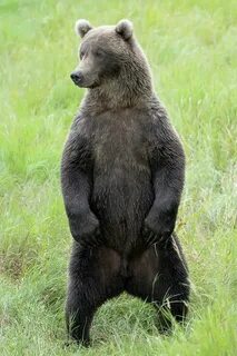 Standing bear