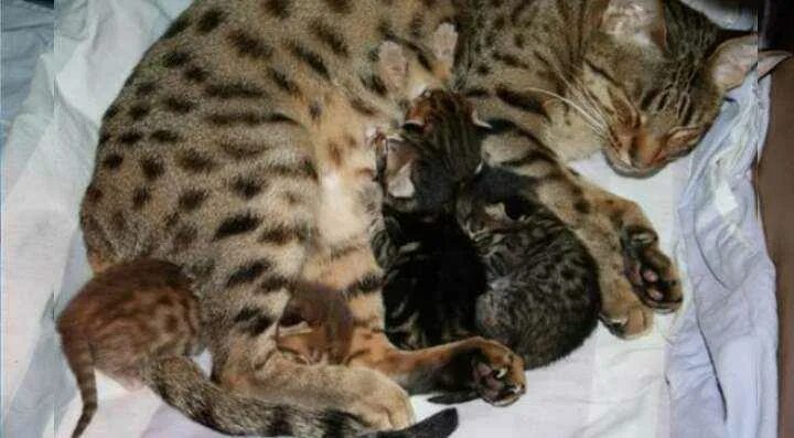 Кошка и котята после родов. Новорожденные бенгалы. Новорожденные бенгальские котята. Новорожденные котята. Новорожденные котята бенгалы.