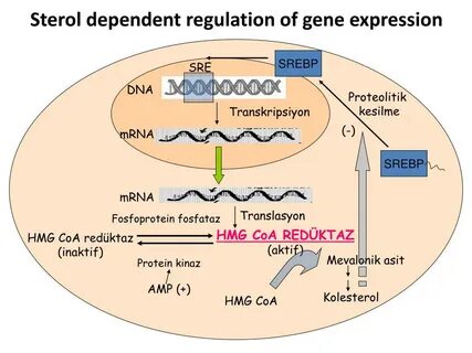 Gene expression