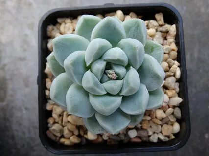 Succulent Sundae: ECHEVERIA ALBICANS.