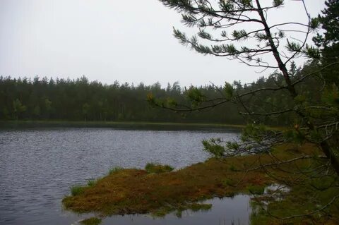 Рп5 яппиля