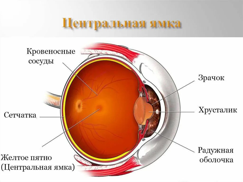 Желтое пятно на сетчатке глаза. Центральная ямка и желтое пятно. Сетчатка в разрезе.