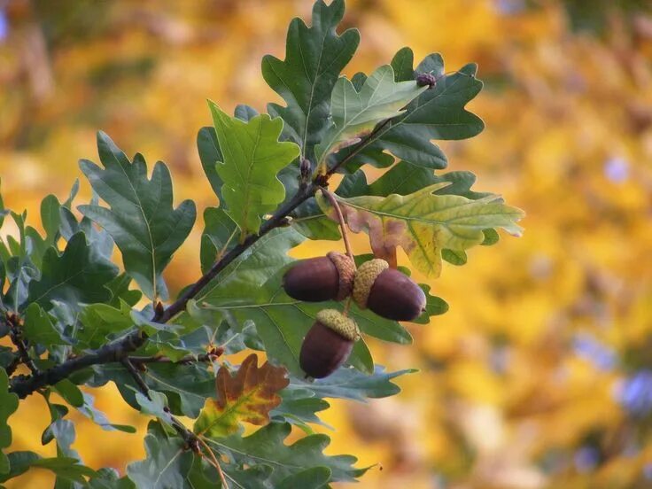 Free Images : nature, forest, branch, leaf, flower, food, green, produce, shrub,