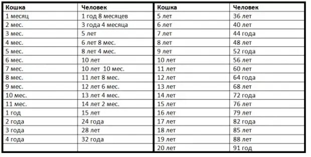 Сколько лет если родился 2002. Кошачий Возраст на человеческий таблица. Возраст кота по человеческим меркам таблица по месяцам. Возраст кошки и человека соотношение таблица. Соотношение возраста кошки и чело.