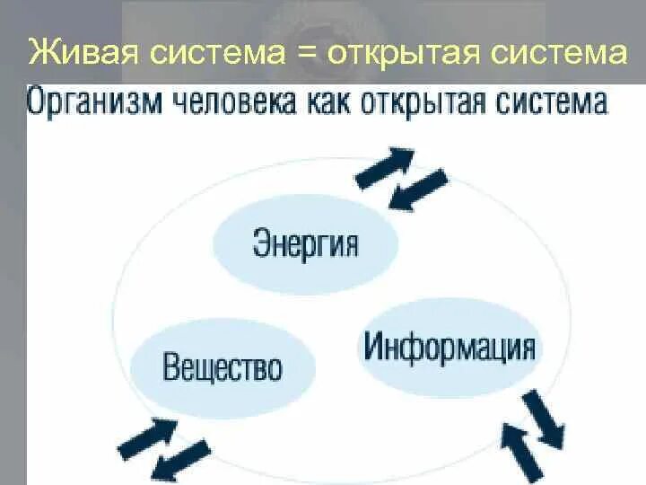 Любая живая система. Открытая Живая система. Организмы открытые системы. Организм открытая Живая система. Живые организмы как открытые системы.