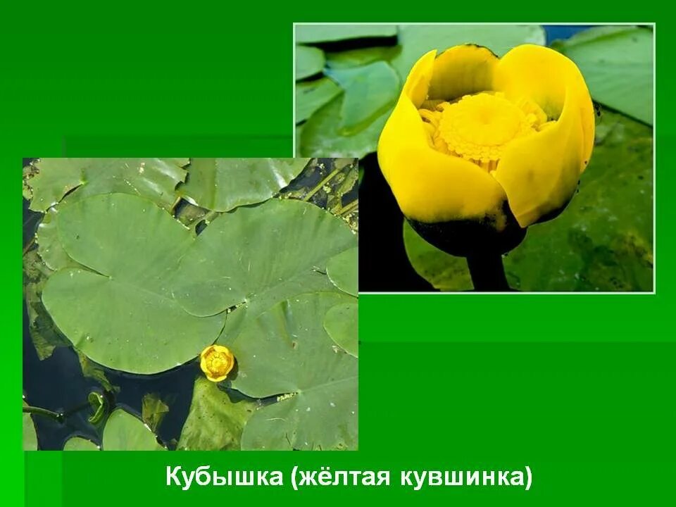 Как найти кубышку