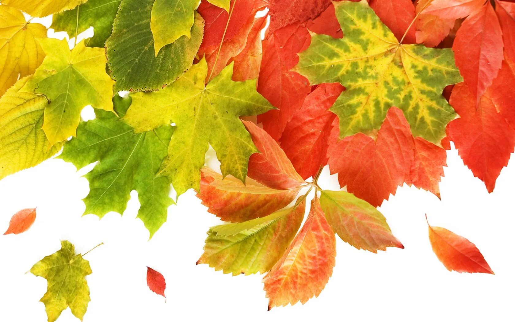 Картинки осенние листья очень красивые для оформления Fall Leaves Deco Png Clipart Picture Transparent Autumn Leaf Clip Art Free T