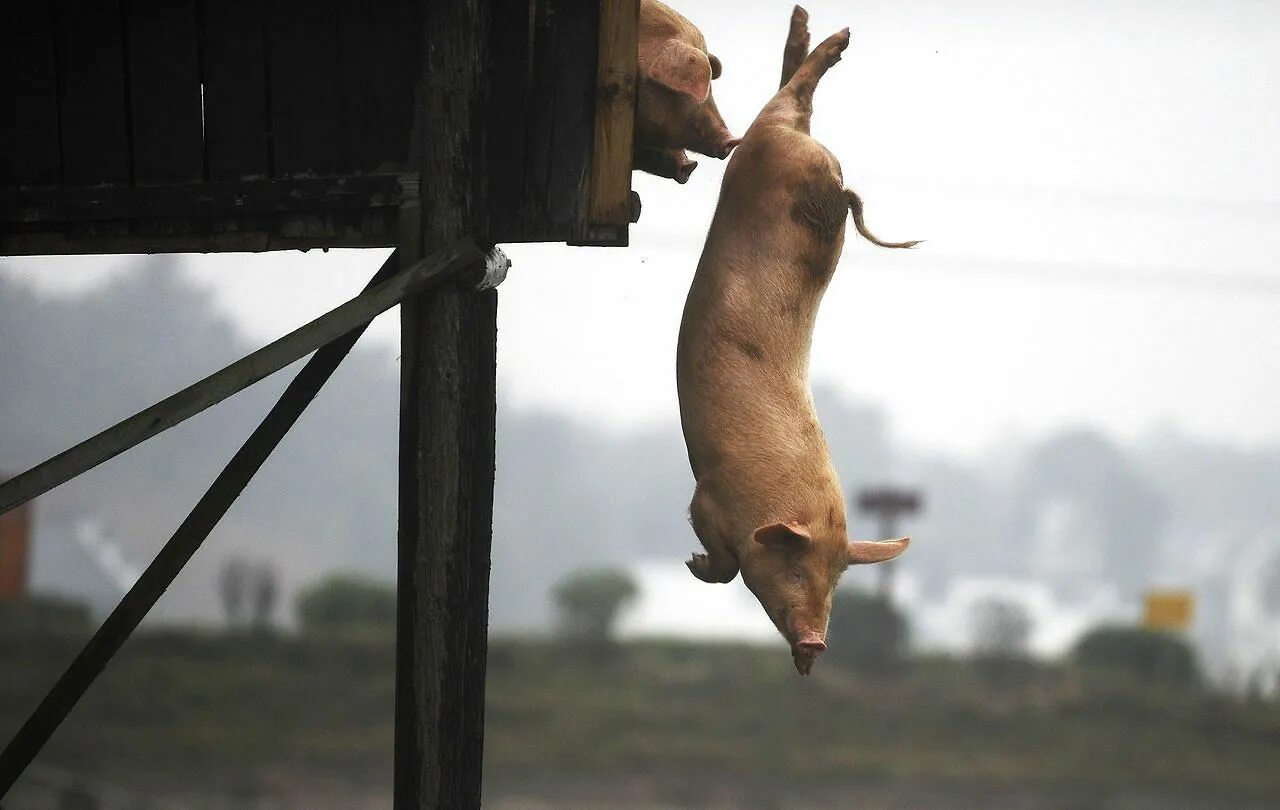 Прыгающая свинка. Свинья. Свинья прыгает.