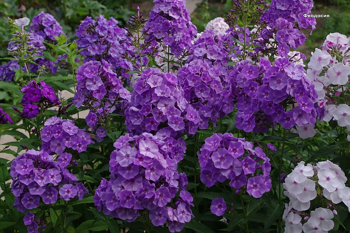 Флокс flamenco (фламенко). Делай флокс. Флокс стебель. Флокс метельчатый смоуки. Флокс полевой.