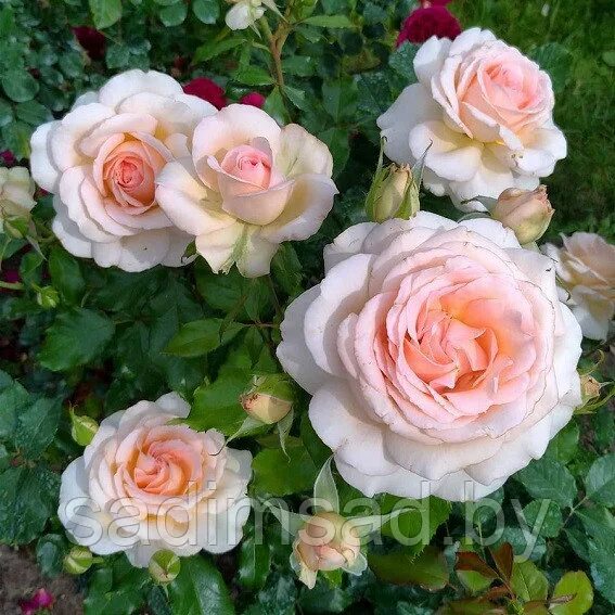 Чандос бьюти роза отзывы фото Роза Чандос Бьюти (Chandos beauty)