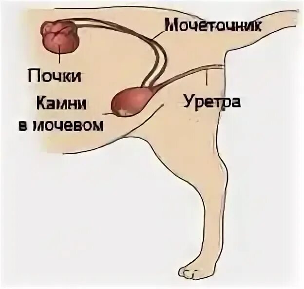 Катетеризация мочевого пузыря у кота: техника проведения и последствия