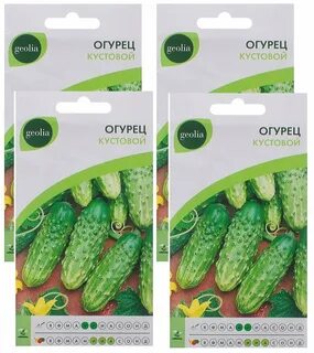 Семена огурец кустовой