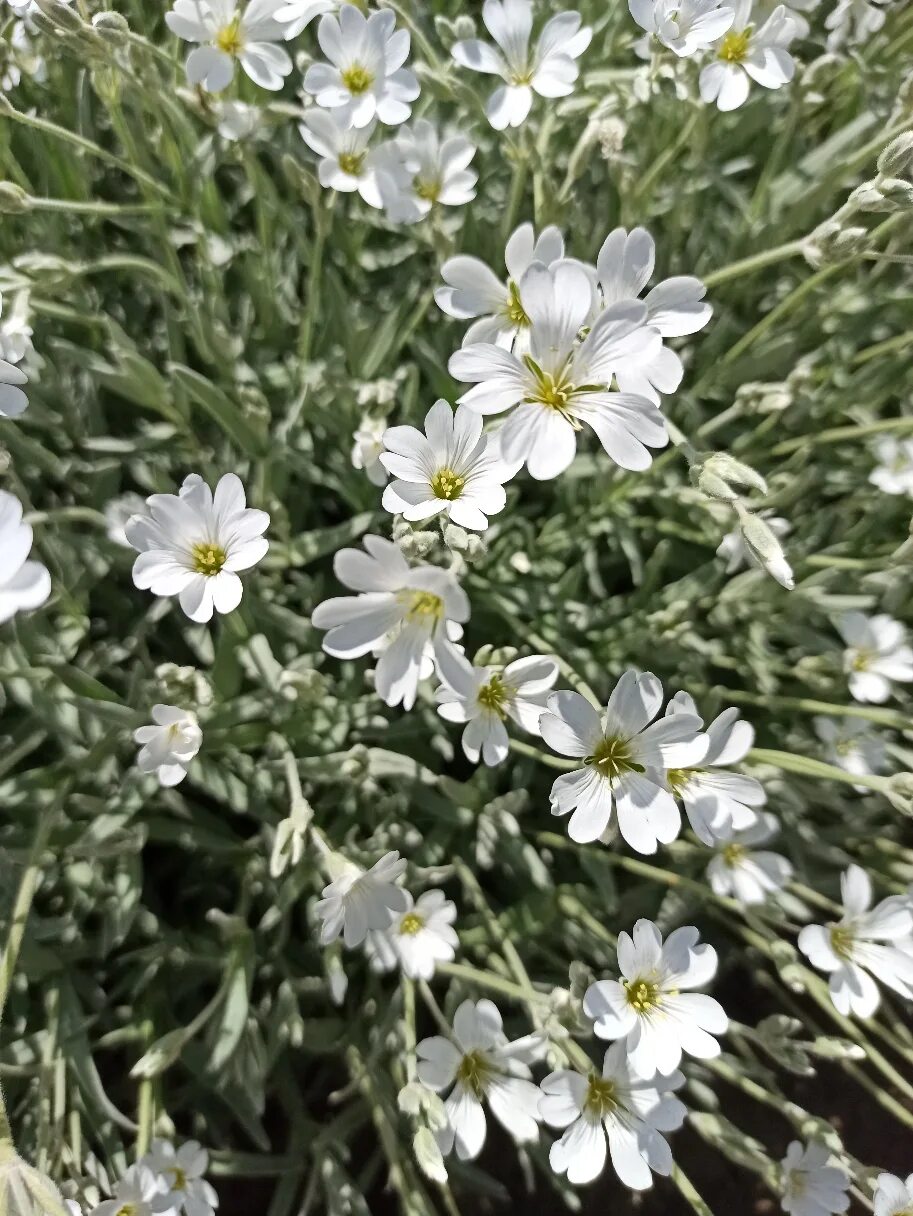 Ясколка войлочная биберштейна. Ясколка войлочная (cerastium tomentosum). Ясколка серебристая. Цветок ясколка. Ясколка войлочная фото.