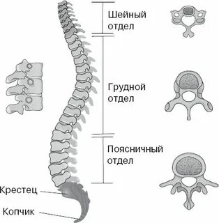 Срослись позвонки в грудном отделе позвоночника