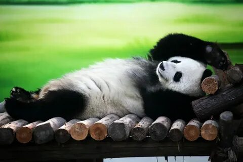 Animal relax