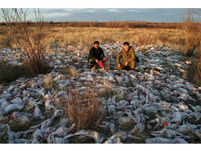 Охота на зайца в Якутии загоном. Охота на Зайцев в Якутии. Районы пушного промысла
