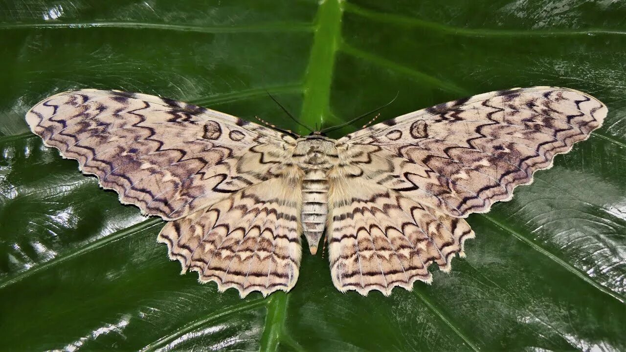 Thysania agrippina Mariposa gigante, Mariposa, Insetos