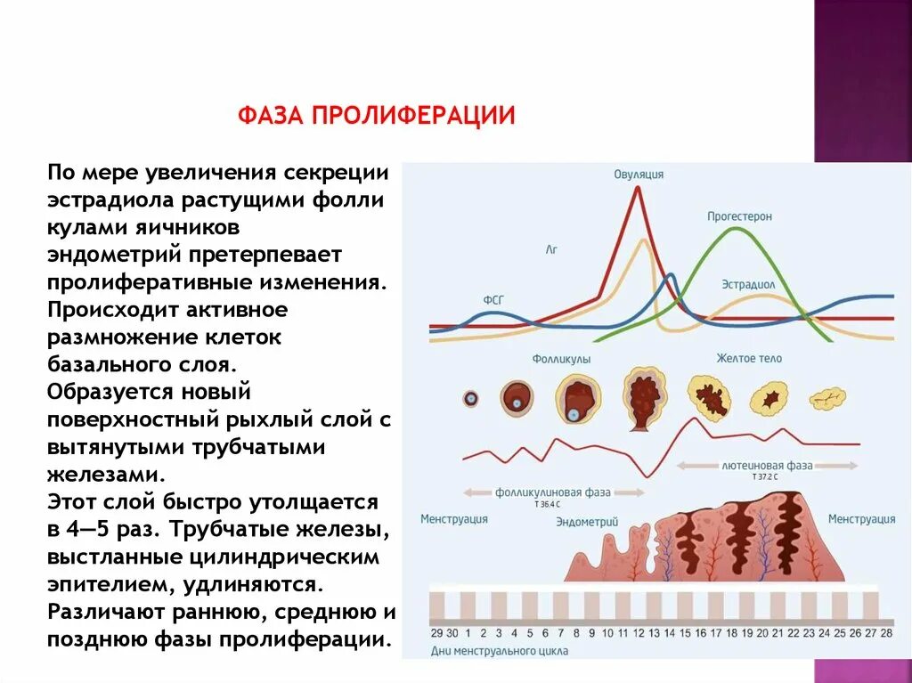 Низкая вторая фаза. Фаза пролиферации менструального цикла гистология. Недостаточность лютеиновой фазы цикла. Прогестерон в менструационного цикла. Секреция прогестерона.