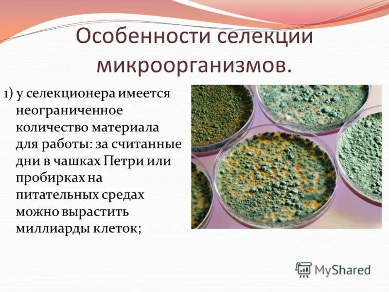 1 какие организмы относят к бактериям. представители фототрофы бактерий. микроорганизмы прокариоты представители. 1 какие организмы относят к бактериям. организмы относящиеся к бактериям.