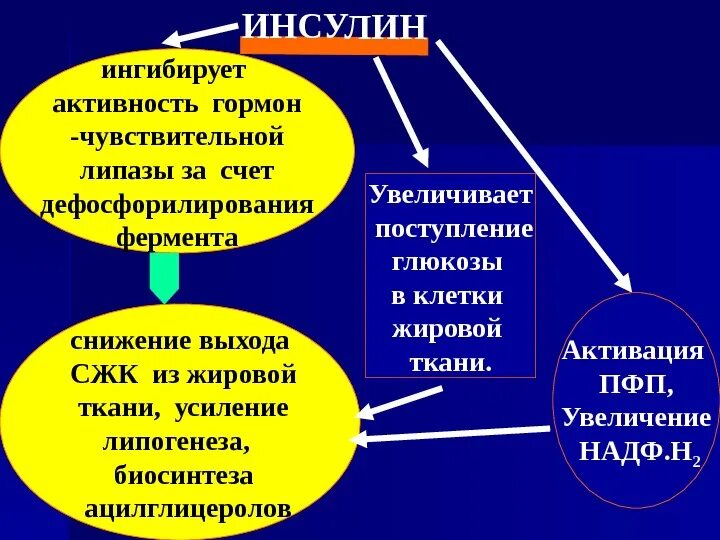 Тканевой липолиз регуляция. Регуляция активности таг липазы. Чувствительная липаза. Гормончувствительная липаза биохимия. Lipaz.