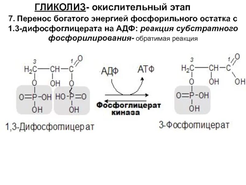 Окислительное фосфорилирование этап гликолиза