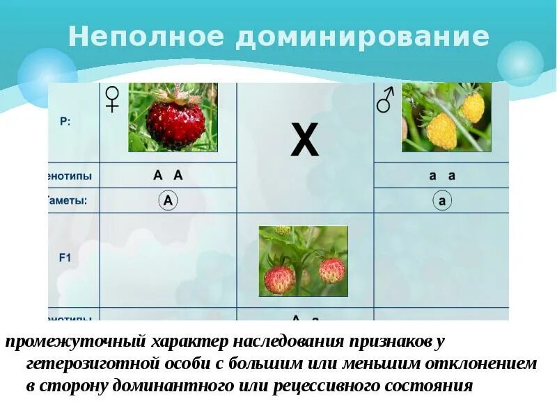 Промежуточный характер наследования неполное доминирование. Неполное доминирование признака. Промежуточное наследование признаков. Неполное наследование признаков. Промежуточное проявление признака неполное доминирование