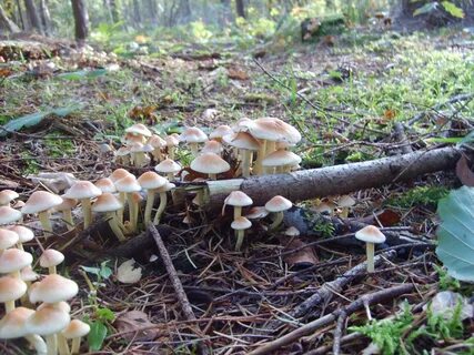 Какие грибы в лесу съедобные