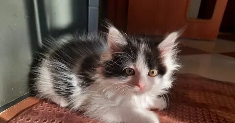 Котята красногорск в добрые