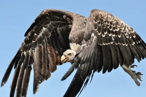 Vultures песня перевод