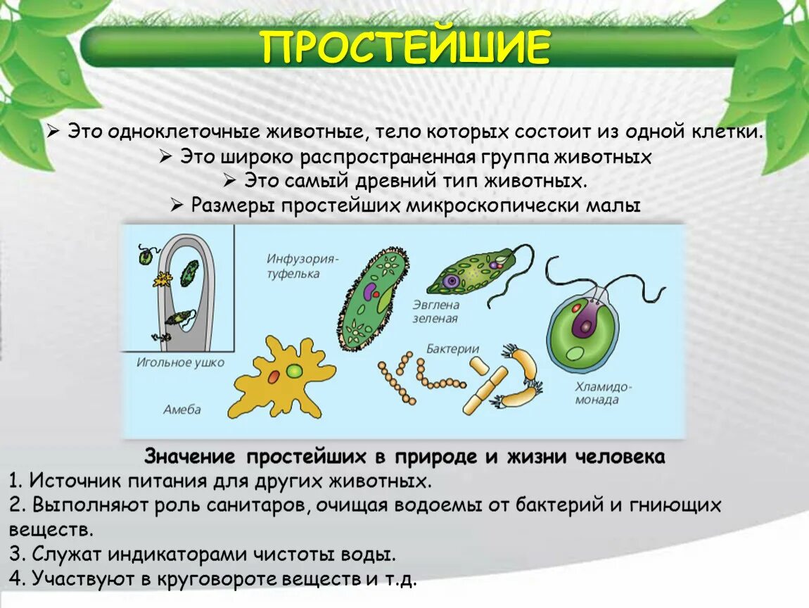 Одноклеточные животные. Одноклеточные организмы животных. Типы одноклеточных животных. Одноклеточные клетки. Почему простейшие живые