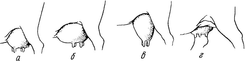 Молочная железа КРС строение. Формы сосков вымени коровы. Молочные железы коровы строение. Строение молочных желёз у собак.