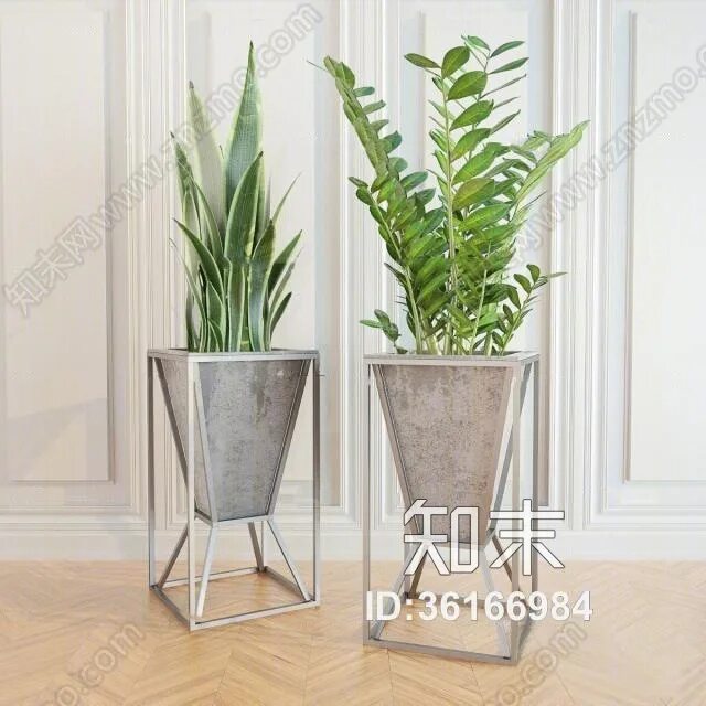 Замиокулькас в белом кашпо. Кашпо для замиокулькаса. Кашпо для замиокулькаса. Суккуленты замиокулькас. Лечуза для кактусов.