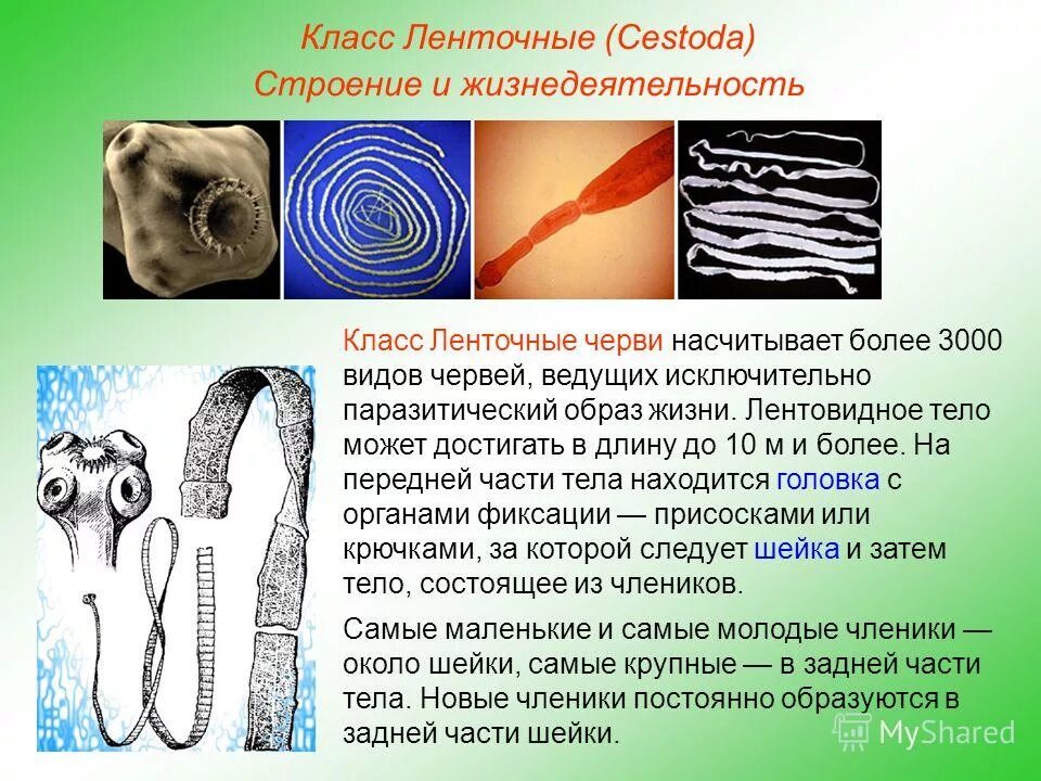 Представители класса ленточные черви цестоды. Паразитические ленточные черви. Тип ленточные черви. Тип ленточные черви. Плоские черви ленточные черви.
