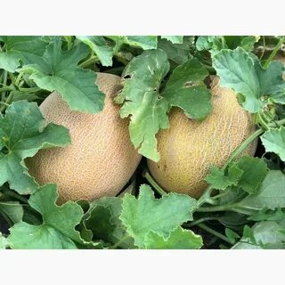 Продам дыню