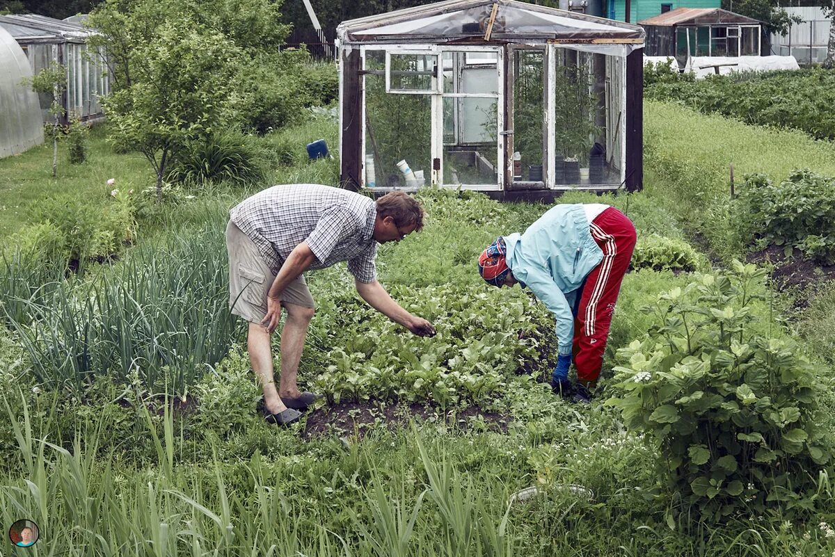 Дачник н. Работа на даче. садовод на грядке. дачник на огороде. люди в огороде.