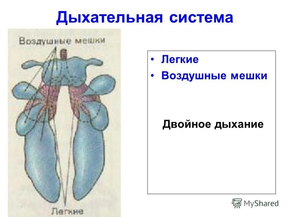 Воздушные мешочки в лёгких. Дыхательная система паукообразных 7 класс. Легочные мешки у членистоногих. Дыхательная система с легочными мешками. Воздушные мешочки альвеолы что это.