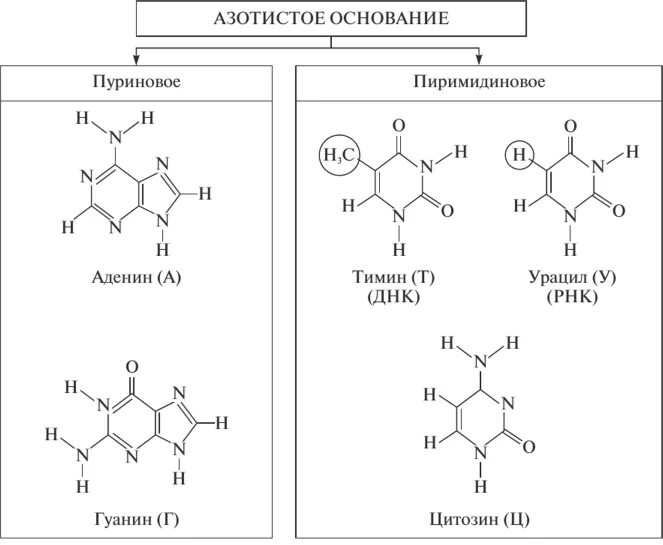 Таблица азотистых оснований с формулами. Азотистые основания производные Пурина. Строение азотистых оснований формулы. Пуриновые азотистые основания ДНК.