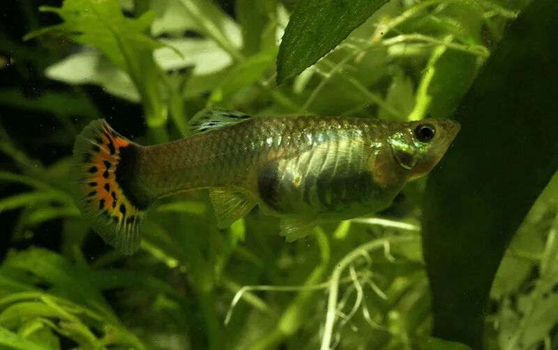Берлинская гуппи самка. Гуппи рыбки самки беременные. Гуппи перед. Самка гуппи рожает. Гуппи рыбки самки беременные.