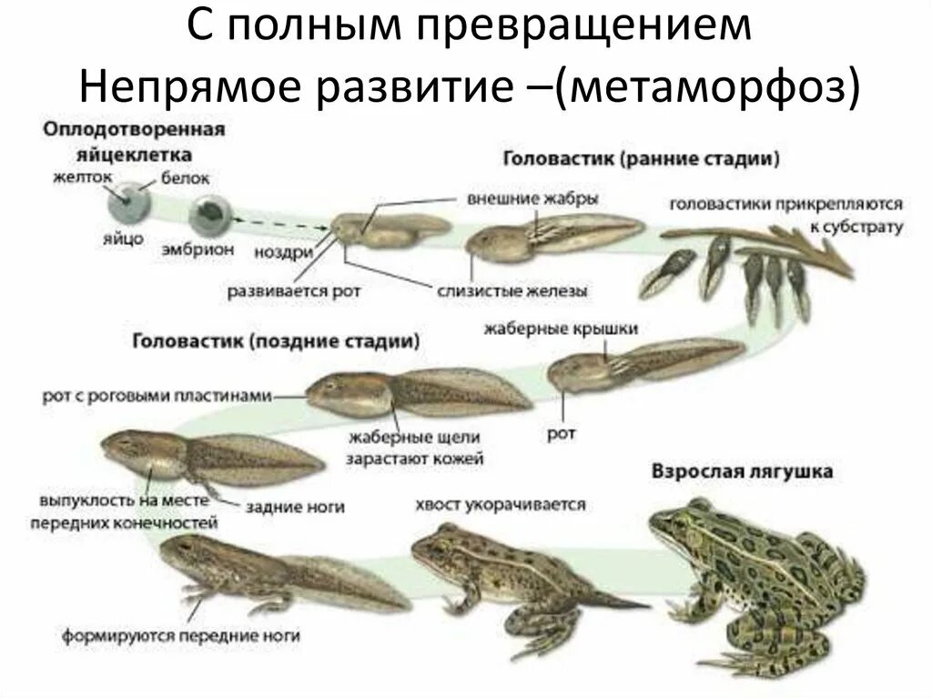 Оплодотворение позвоночных животных