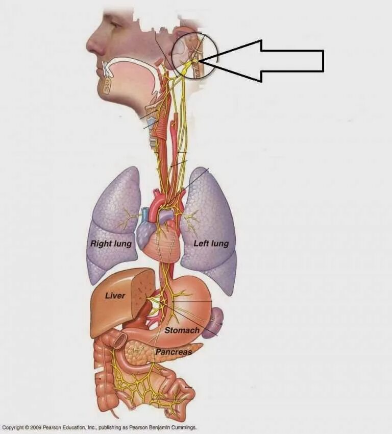 Правый блуждающий нерв. Вагус нерв анатомия. Блуждающий нерв нерв анатомия. X пара – блуждающий нерв. Вагус блуждающий нерв.